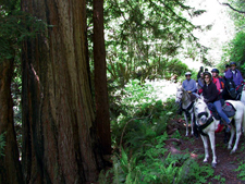 USA-California-Redwood Coast Ride